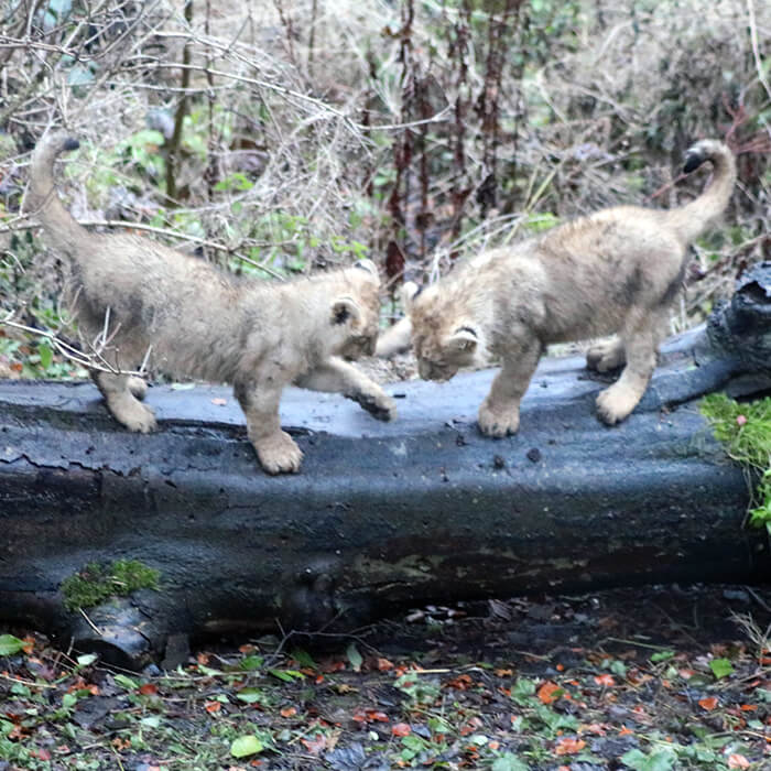 Lion cubs playing together