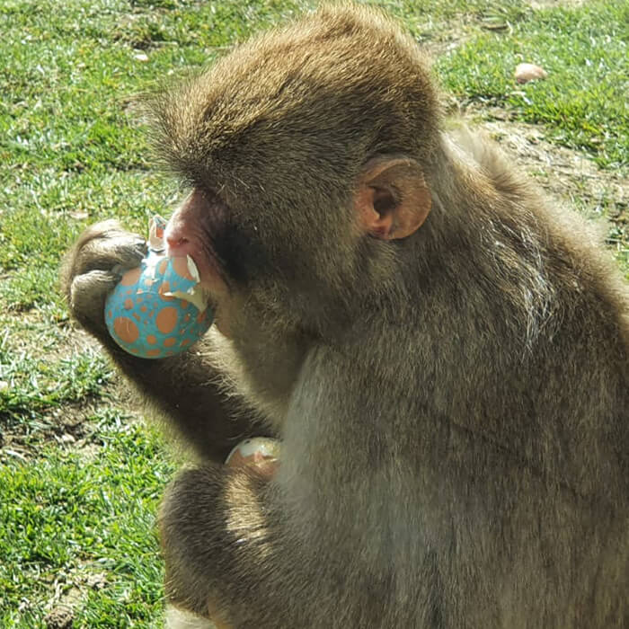 a snow monkey playing with a ball