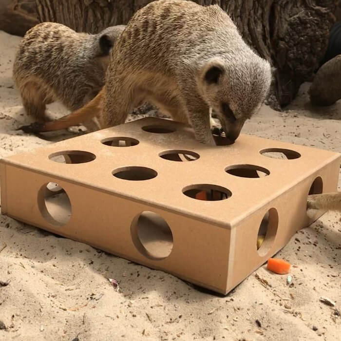 meerkats playing with a box