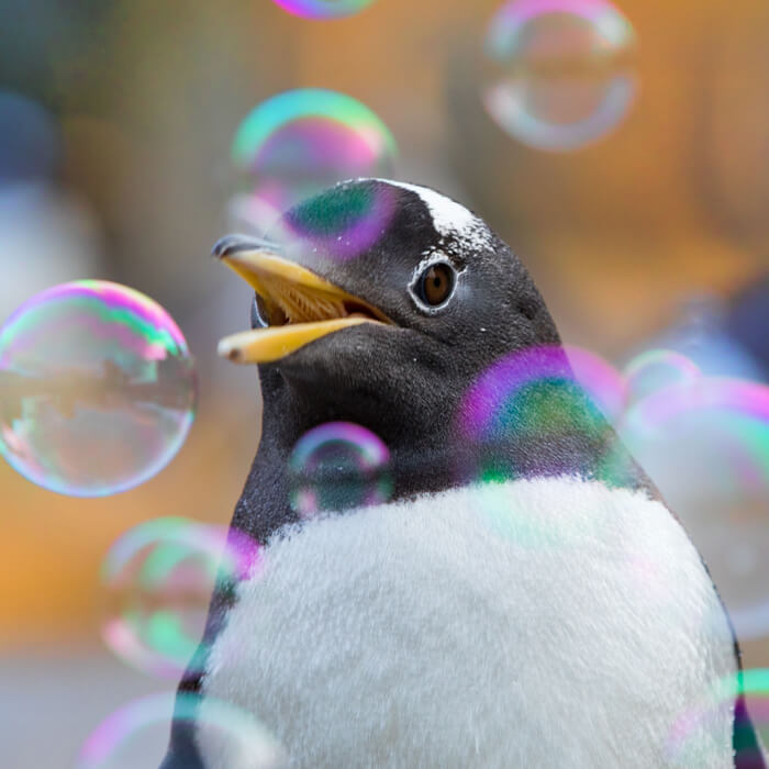 a gentoo penguin playing with bubbles