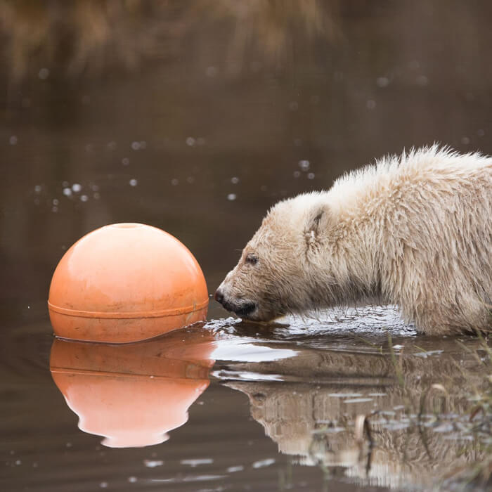 a young polar bear playing with a ball