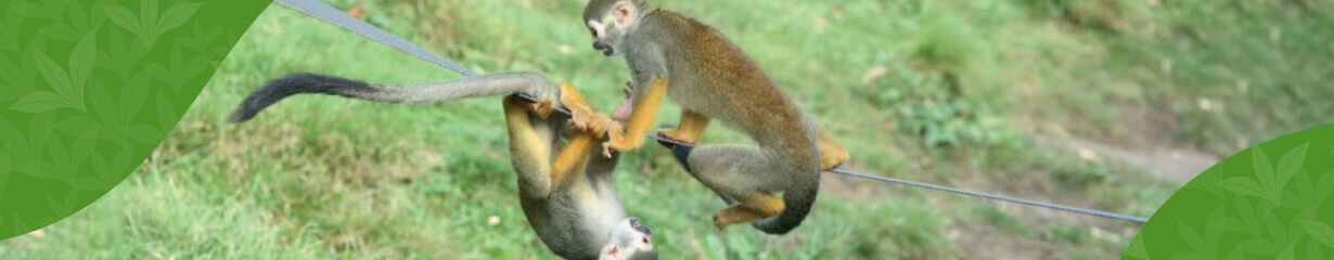 Monkeys playing with each other
