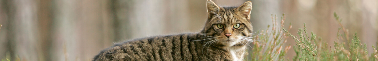 A wildcat standing amongst the heather