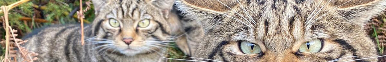 Two wildcats, one is zoomed in looking at the camera