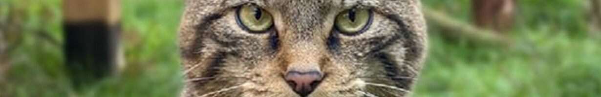 A close up of a wildcat focussing on its eyes and nose