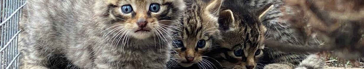 Three wildcat kittens