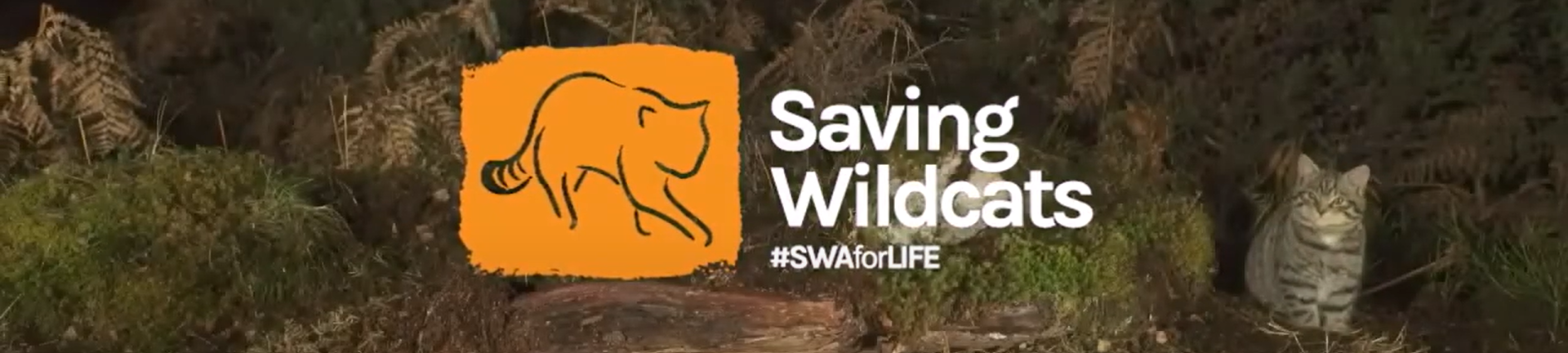 Saving Wildcats Banner image