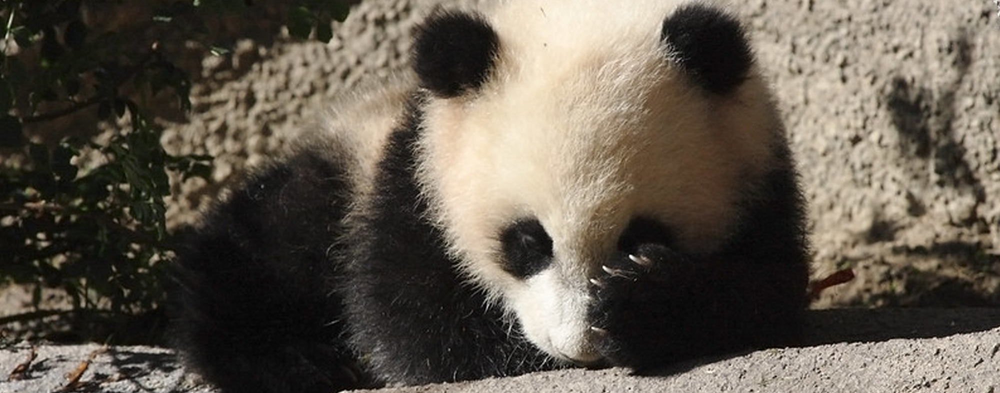 a baby panda