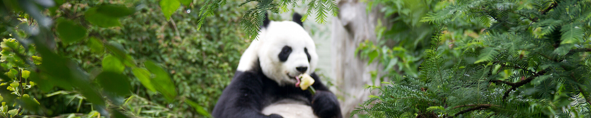 A giant panda eating food