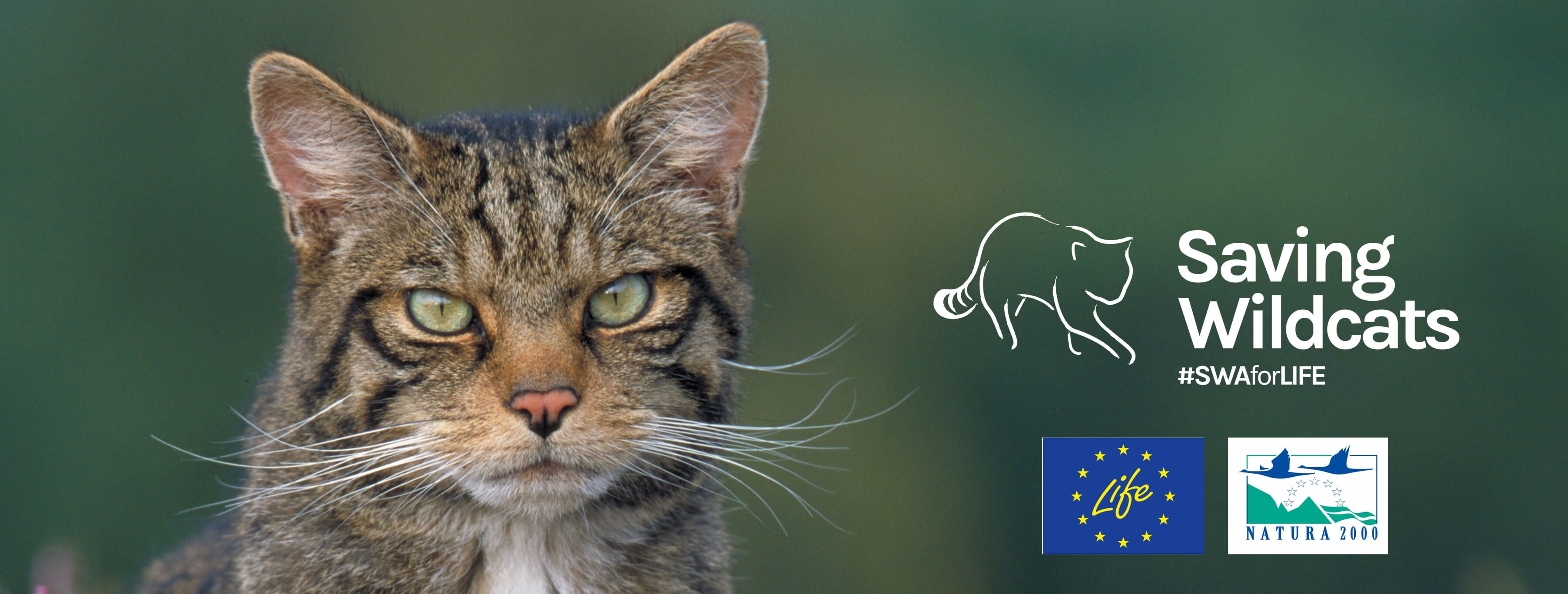 A wildcat pops out of the heather, the Saving Wildcats logo, the white outline of a cat, is on the right hand side above the EU and Natura logos, the project's primary funders.