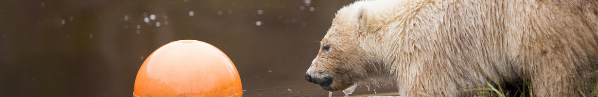 Polar bear with pool enrichment