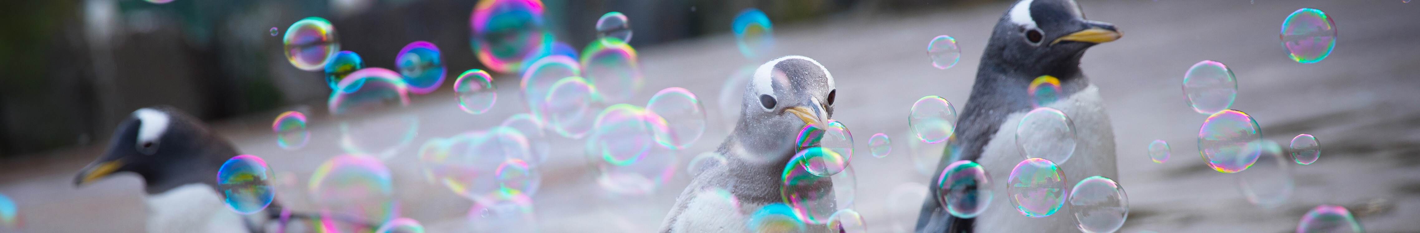 Penguins with bubbles for enrichment