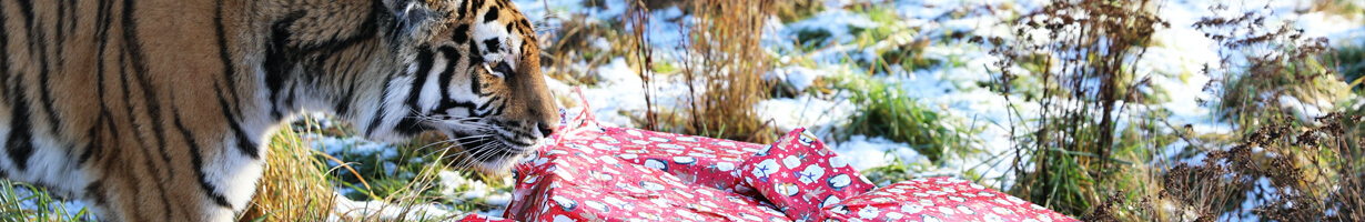 A Tiger with Christmas enrichment