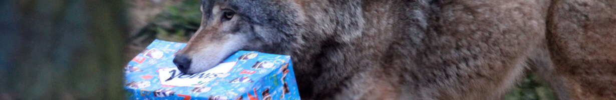 a wolf with christmas enrichment