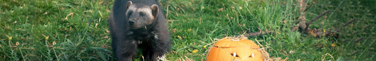 A wolverine with halloween enrichment