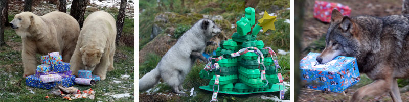 polar bears, arctic fox and wolf with enrichment