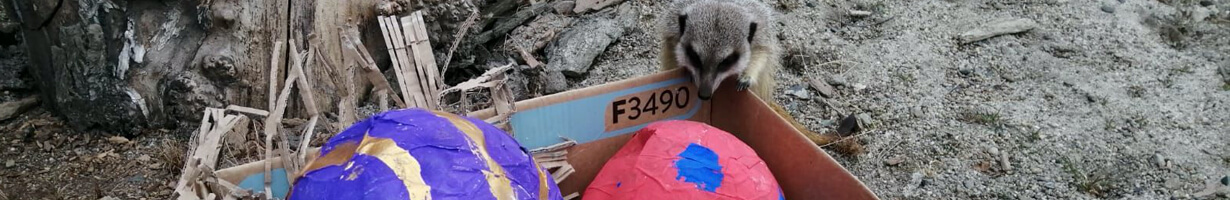 Meerkats with paper mache