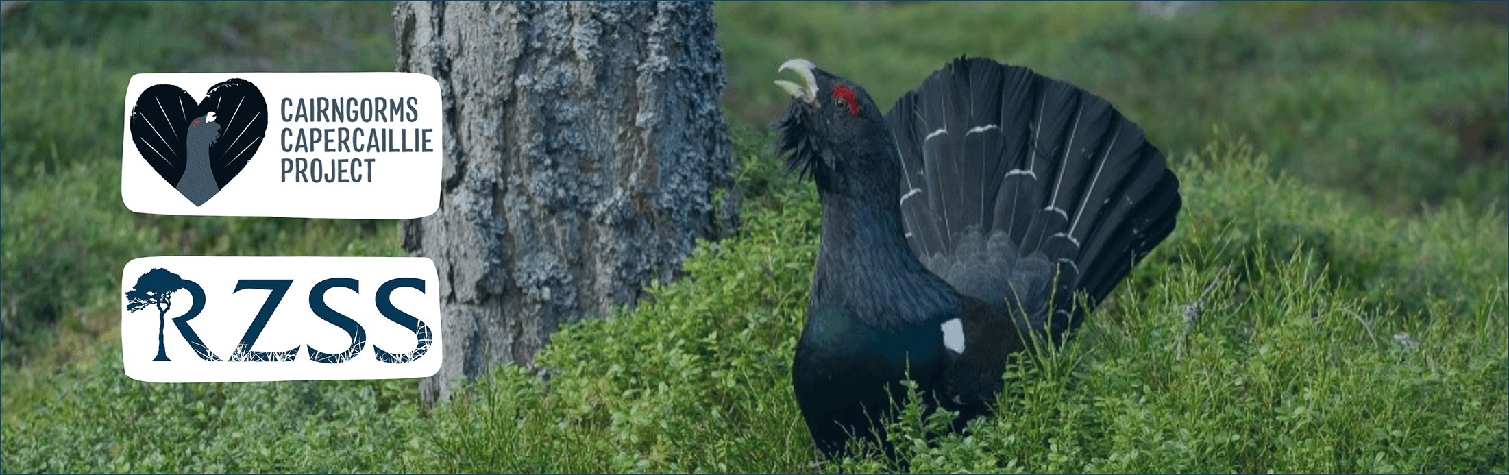 A male capercaillie calls from the forest, the Cairngorms Capercaillie Project logo, a capercaillie in a heart, is on the left hand side above the RZSS logo.
