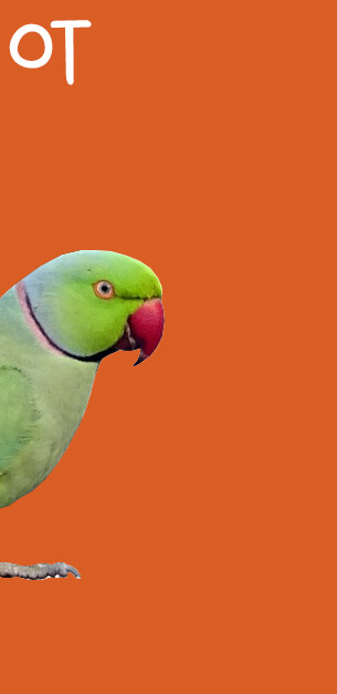 parrot head