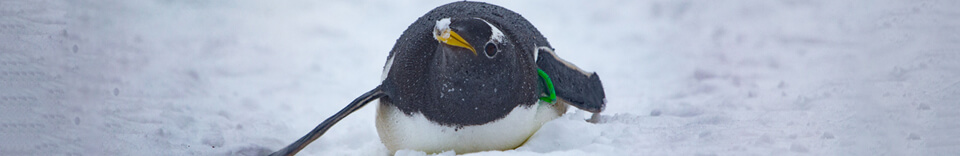 A gentoo penguin in the snow