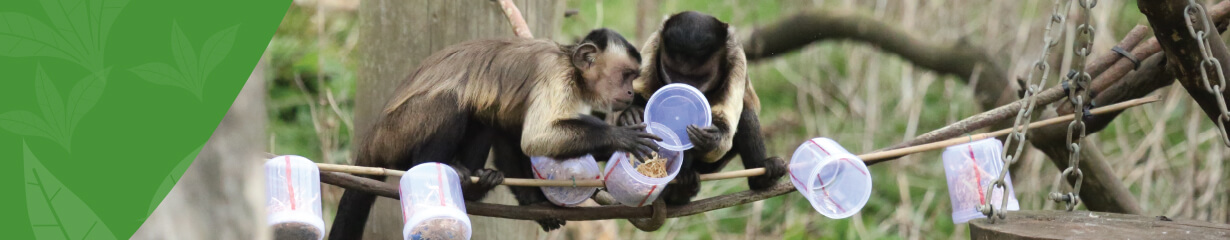 two capuchins at Edinburgh Zoo investigating some puzzle feeders