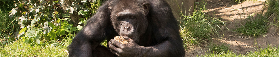 a chimpanzee eating a cookie at Edinburgh Zoo