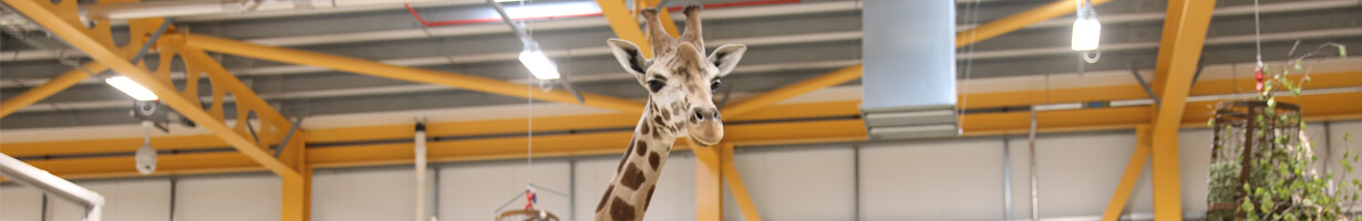 a giraffe in their inside house at Edinburgh Zoo