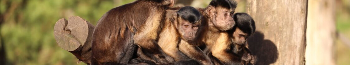 4 capuchin monkeys sat on a log