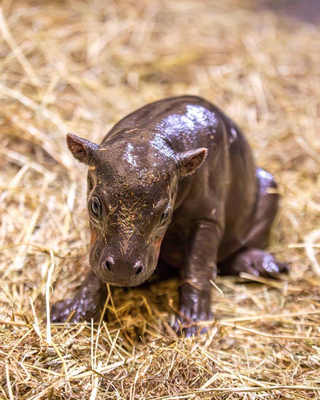 Baby hippo sat on hay