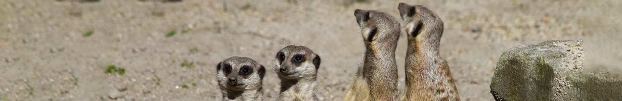 a mob of four meerkats