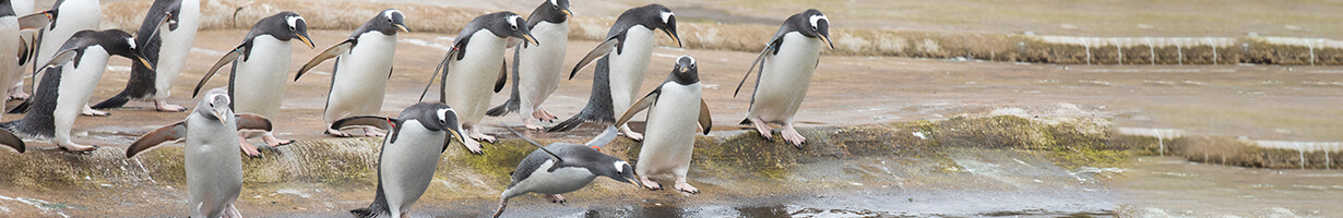 penguins on parade at Edinburgh Zoo