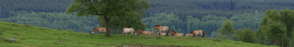 przewalskis horses