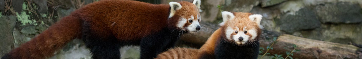 two zoo red pandas