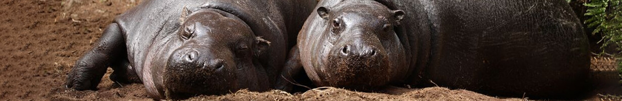 Two hippos lying in the mud