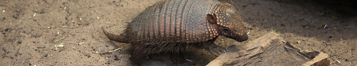 A large hairy armadillo