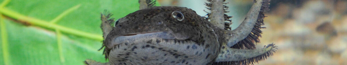 A close up of an axolotl underwater