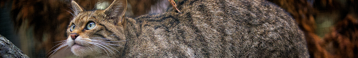 full body picture of a wildcat staring intently