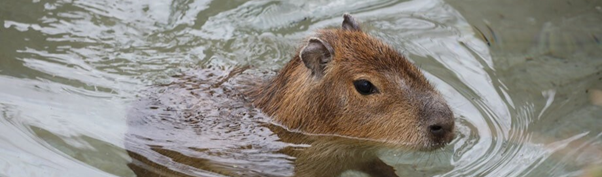 A capybara swimming at Edinburgh Zoo