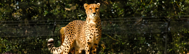 Cheetah looking around enclosure from his platform.