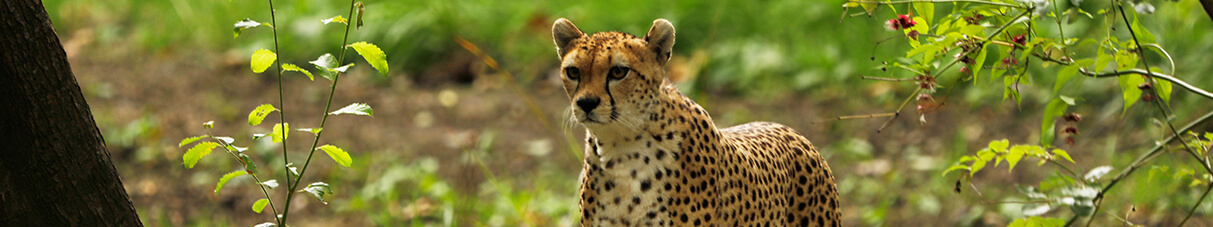 Cheetah looking around enclosure from his platform.