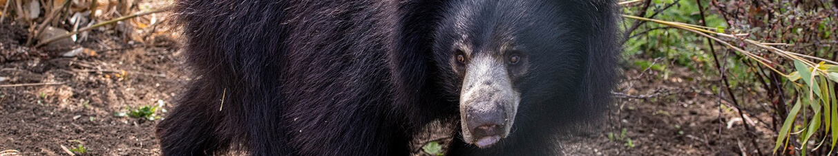 sloth bear walking along