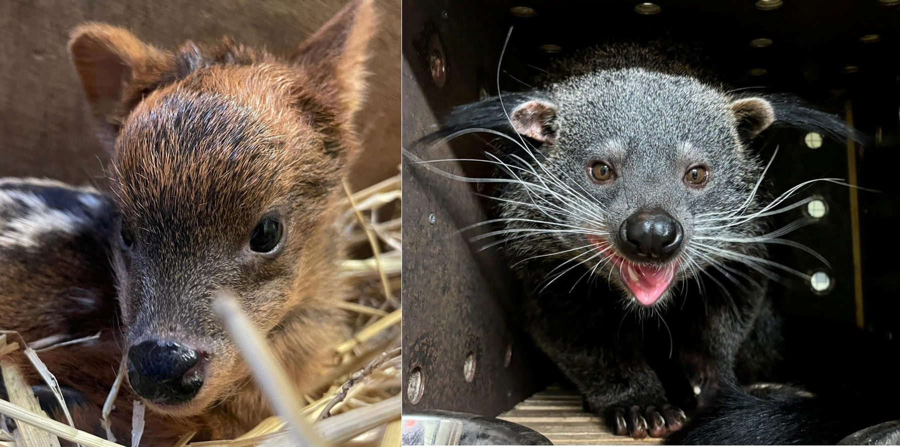 joint picture of a pudu laying down in hay and a binturong facing the camera