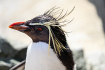 Tristan da Cunha