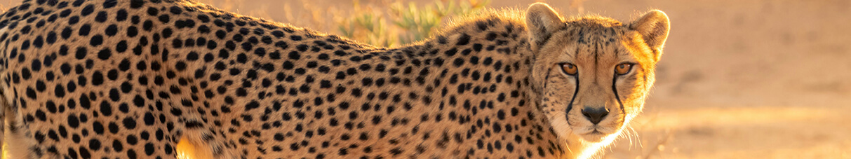 a cheetah in the evening sunshine