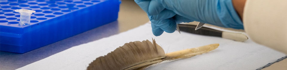 a close up of the hands of a scientist cutting into a feather for genetic analysis