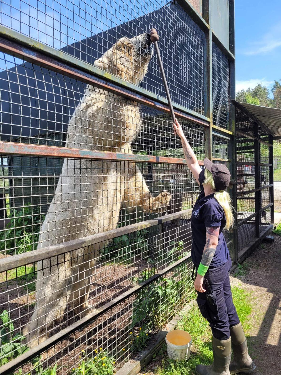 Keeper training polar bear