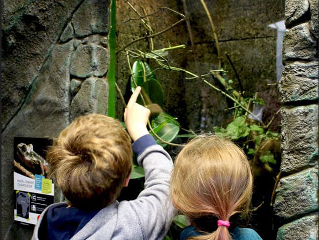 two children pointing at a stick insect