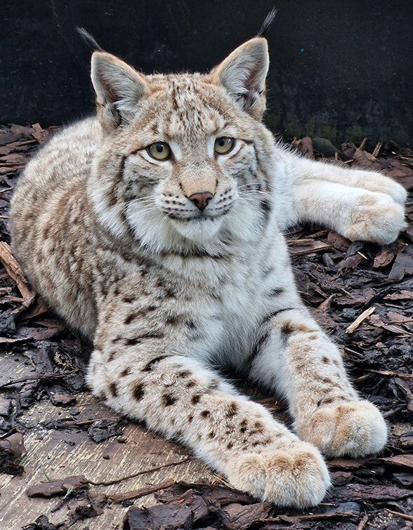 one of the rescued lynx relaxing at Edinburgh Zoo