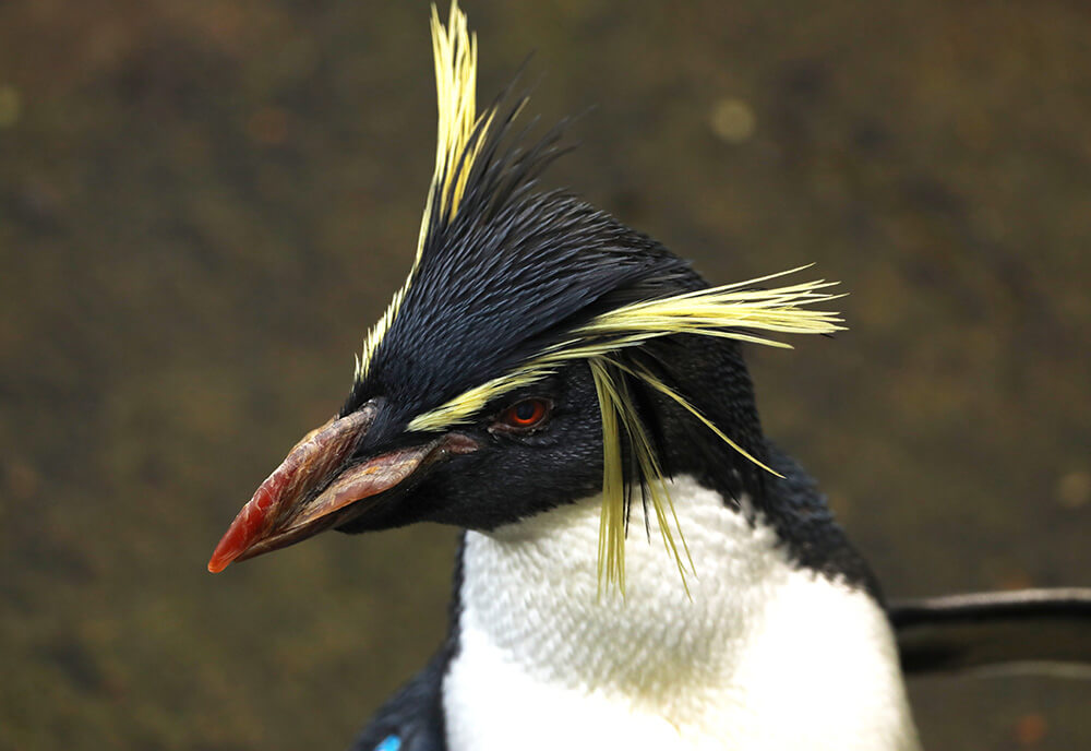 a northern rockhopper penguin