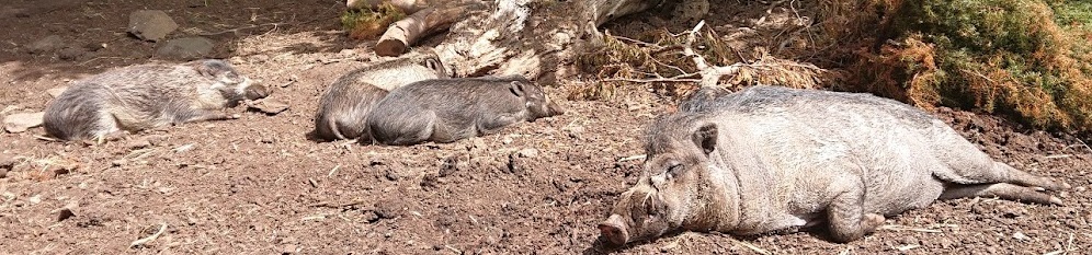 Mina the worlds oldest Warty Pig
